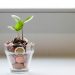 En lille grøn plante vokser op fra et glas fyldt med mønter.